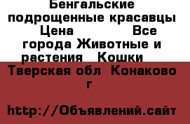 Бенгальские подрощенные красавцы. › Цена ­ 20 000 - Все города Животные и растения » Кошки   . Тверская обл.,Конаково г.